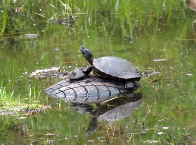[Two turtles on the tire tread exposed in the pond. One turtle which is about five times larger than the other has its front leg on the shell of the much smaller turtle. The big turtle is looking upward as if to survey the landscape.]